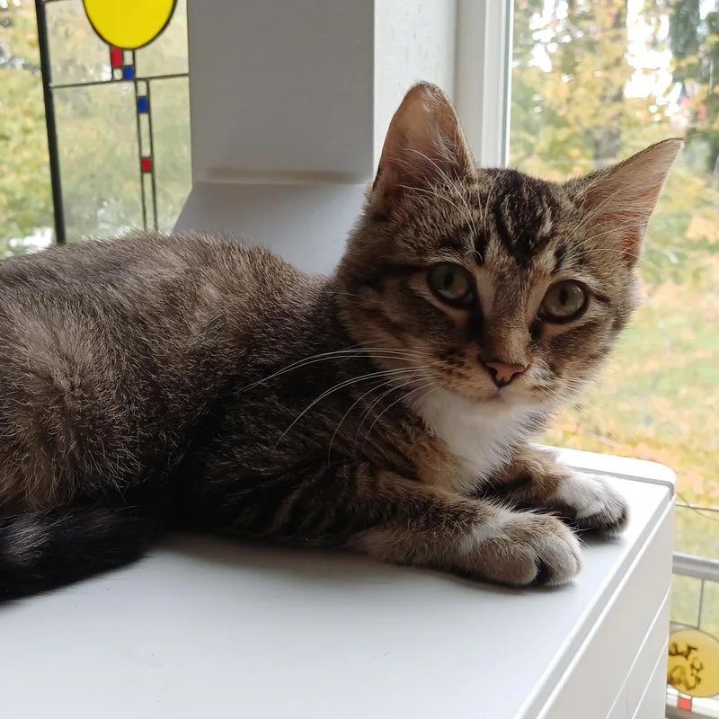 A baby medium-sized female Tabby (Brown / Chocolate) Domestic Short Hair cat named Chiptole for adoption in Renton , WA