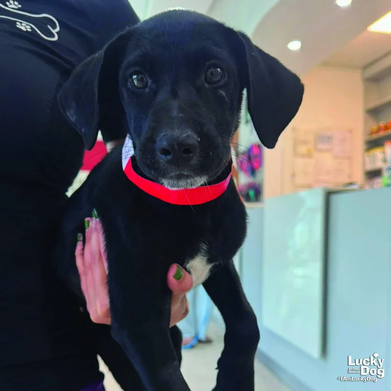 A baby medium-sized female Labrador Retriever dog named Delia for adoption in Washington, DC