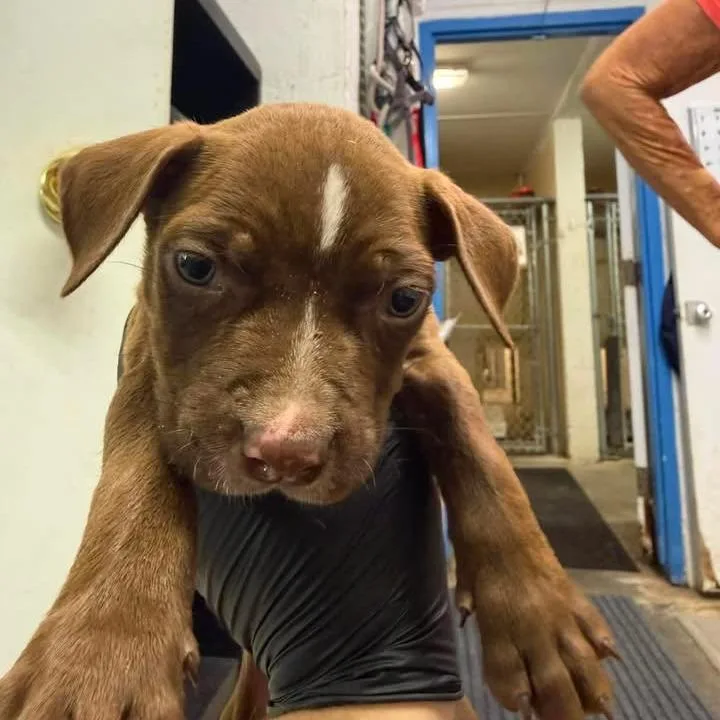 A baby small-sized male Brown / Chocolate Pit Bull Terrier dog named Bear for adoption in Port Aransas, TX