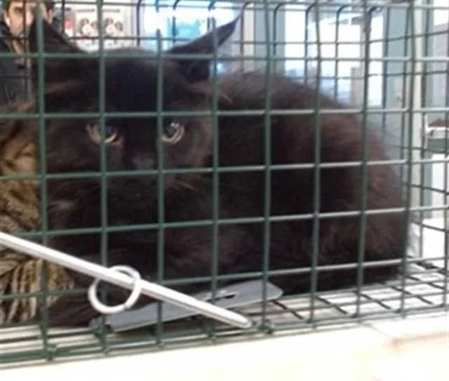 A baby small-sized male Domestic Short Hair cat named A for adoption in Oklahoma City, OK