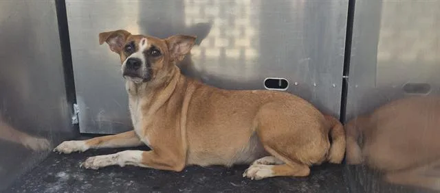An adult small-sized female Terrier dog named Puppy for adoption in San Antonio, TX