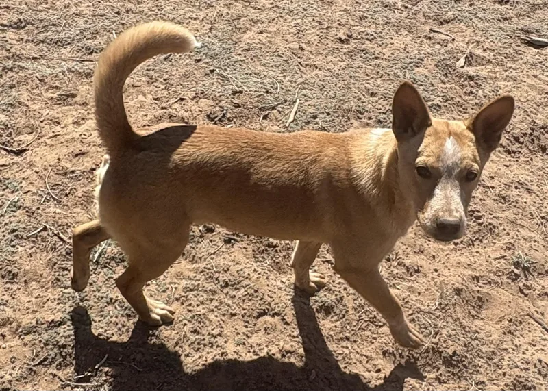 A baby medium-sized male Terrier dog named Kian for adoption in Chinle, AZ