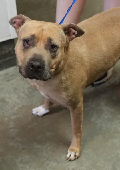 An adult medium-sized female Pit Bull Terrier dog named Skye for adoption in Bowling Green, KY