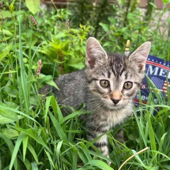 A baby medium-sized male Domestic Short Hair cat named Rogue for adoption in Kenhorst, PA