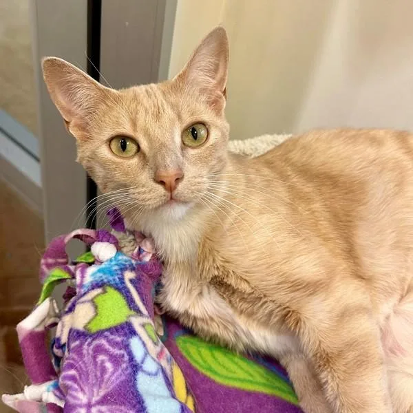 A young large-sized male Domestic Short Hair cat named Marmalade for adoption in Walnut Creek, CA