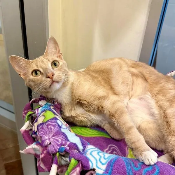 Marmalade thumbnail 2