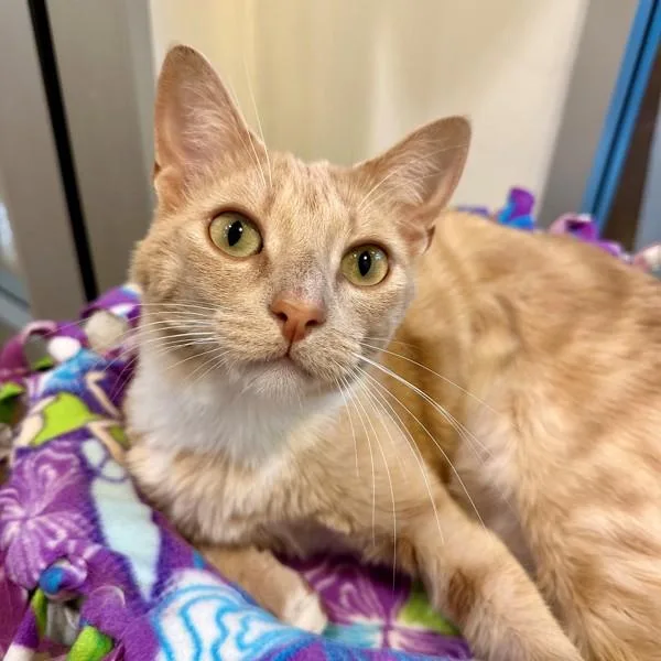 Marmalade thumbnail 3