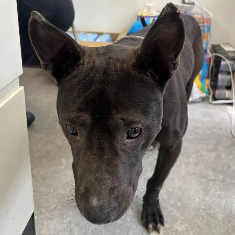 An adult medium-sized male Black Mixed Breed dog named Bando for adoption in Philadelphia, PA
