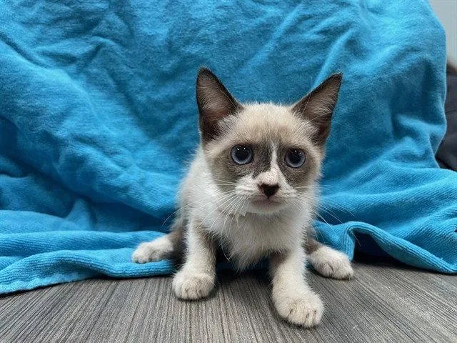A baby small-sized female Domestic Short Hair cat named Poem for adoption in Tavares, FL
