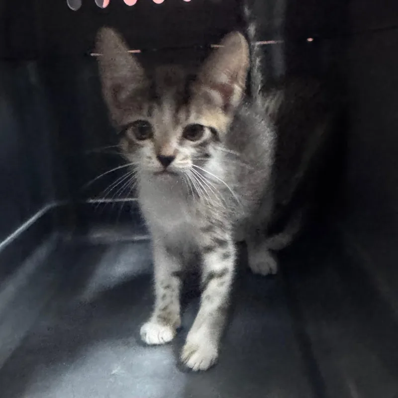 A baby small-sized female Gray / Blue / Silver Domestic Short Hair cat named Dusk for adoption in Vieques, PR