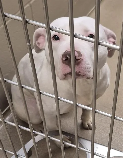 An adult large-sized female Pit Bull Terrier dog named Lana for adoption in Decatur, IL