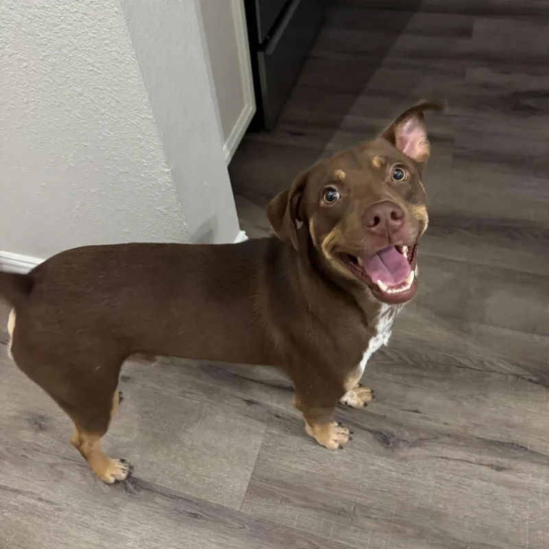 A young medium-sized male American Staffordshire Terrier dog named Snicker for adoption in Mooresville, NC