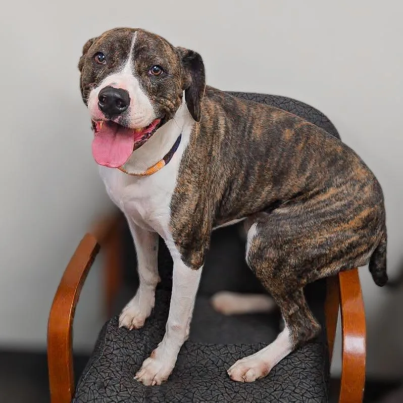 An adult large-sized male Brindle Mixed Breed dog named Fish for adoption in Springboro, OH