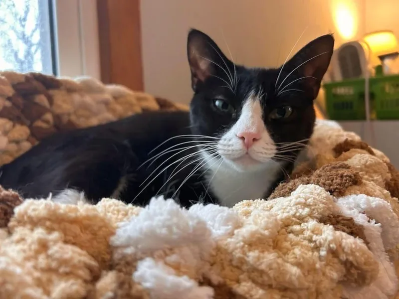 A young medium-sized female Black & White / Tuxedo American Shorthair cat named Rita for adoption in East Hartford , CT
