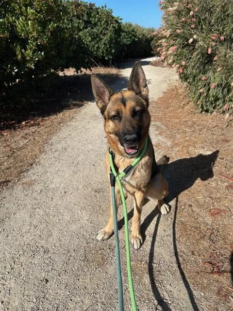 An adult large-sized female German Shepherd Dog dog named Clover for adoption in Santa Maria, CA