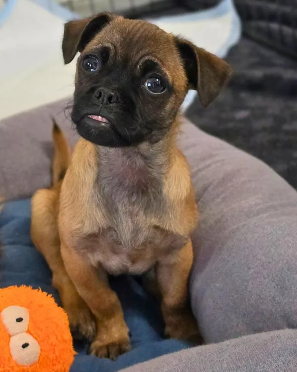 A baby small-sized male Pug dog named Boober Fraggle for adoption in Novato, CA