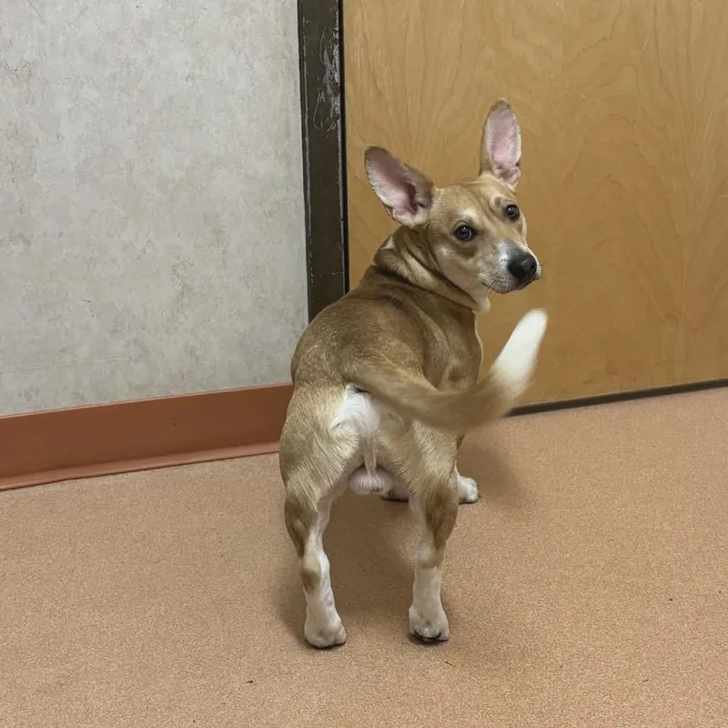 A young small-sized male Brown / Chocolate Mixed Breed dog named Chappo for adoption in Ballston Spa, NY