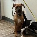 A young medium-sized female Brown / Chocolate Boxer dog named Soma for adoption in Hawthorne, CA
