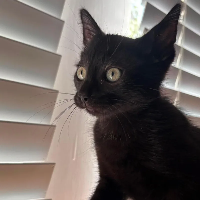 A baby small-sized male Black Domestic Short Hair cat named Bug for adoption in Baytown, TX