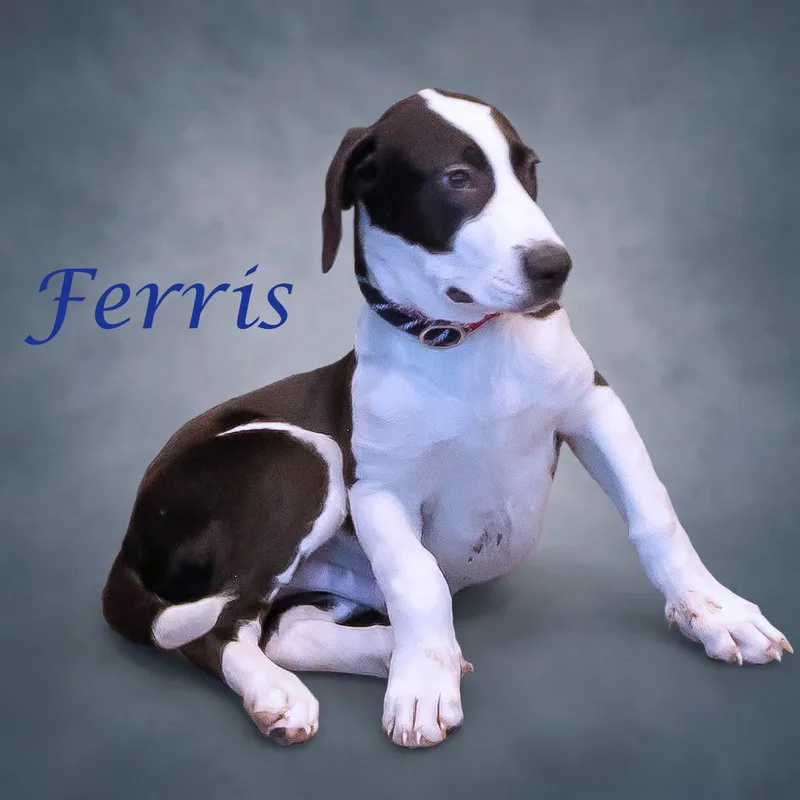 A baby medium-sized male White / Cream Labrador Retriever dog named Ferris D for adoption in Lebanon, TN