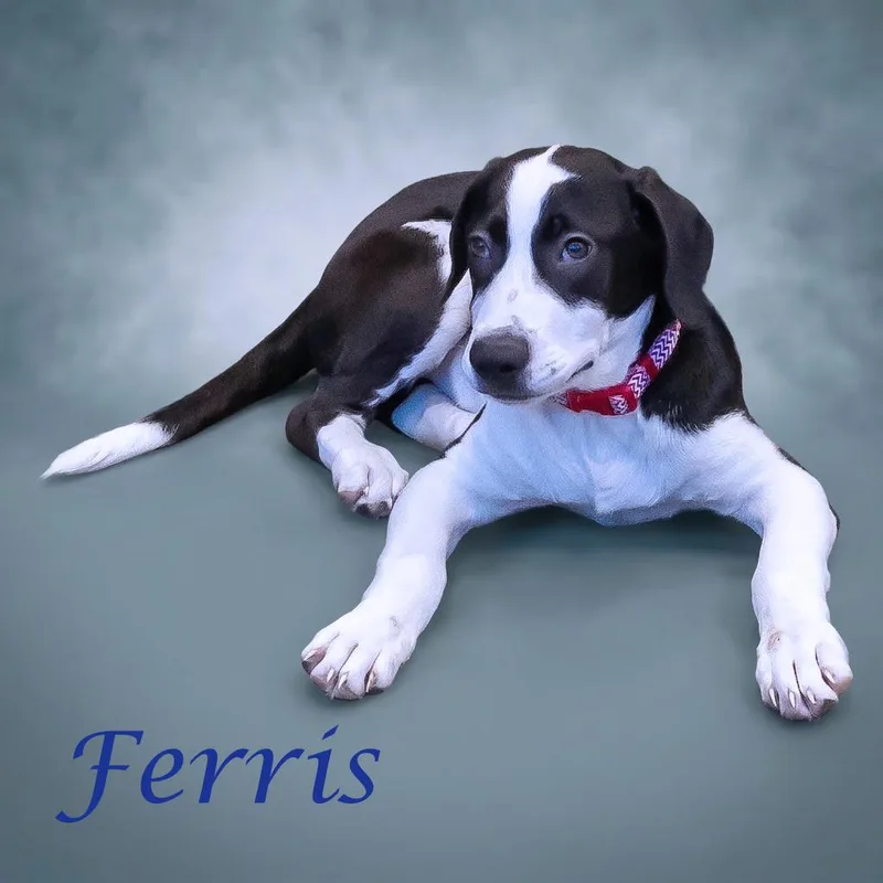 Ferris D thumbnail 2