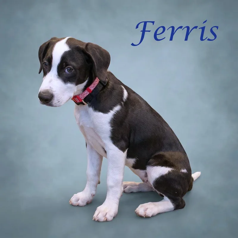 Ferris D thumbnail 3