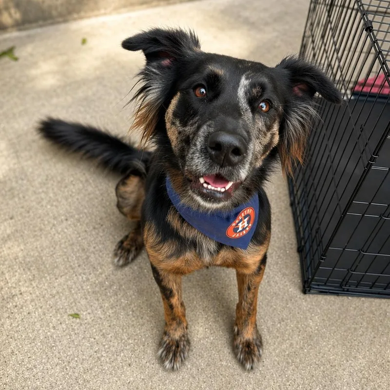 An adult medium-sized male Brindle Australian Shepherd dog named Jovi for adoption in Houston, TX