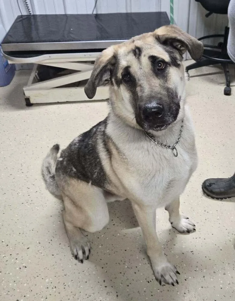 A young large-sized male Tricolor (Brown, Black, & White) Shepherd dog named Sawyer for adoption in Waverly, OH