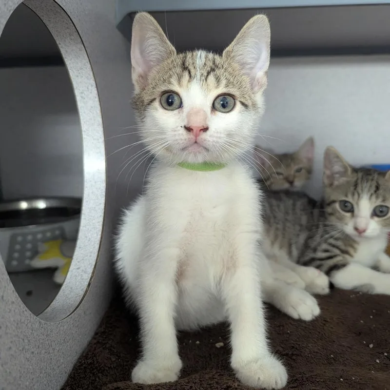 A baby small-sized male Brown / Chocolate Domestic Short Hair cat named Pauly D for adoption in Evansville, IN