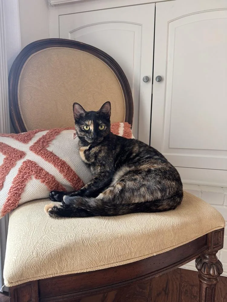 A young medium-sized female Domestic Short Hair cat named Lucy for adoption in Richardson, TX