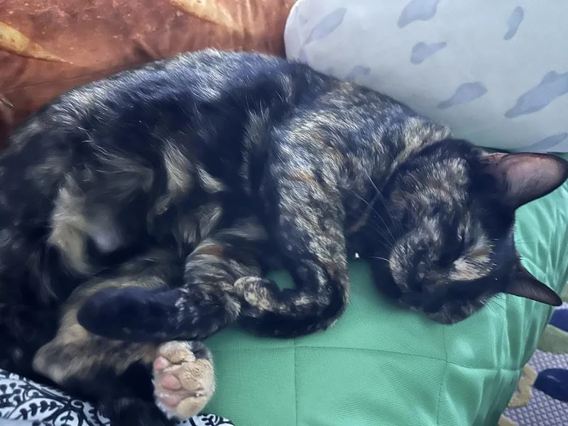 Lucy thumbnail 2