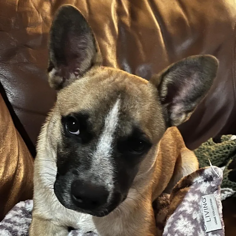 A young medium-sized male Yellow / Tan / Blond / Fawn French Bulldog dog named Uno for adoption in Brainerd, MN