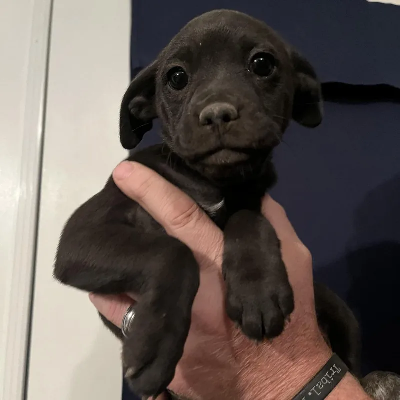A baby small-sized female Black Border Collie dog named Peanut for adoption in Spokane, WA