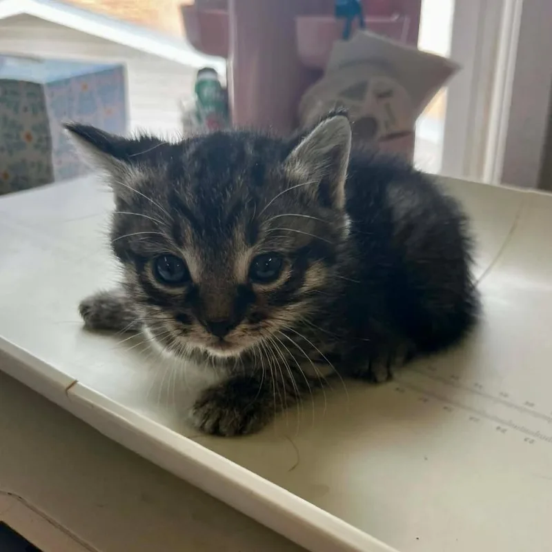 A baby medium-sized female Domestic Short Hair cat named Hailey for adoption in Sunrise Beach, MO