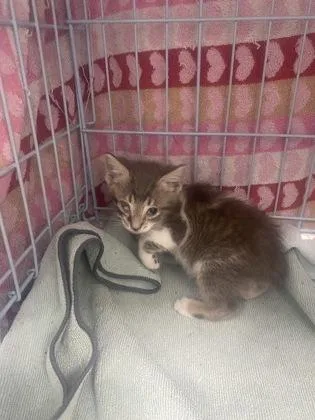 A baby small-sized male Domestic Short Hair cat named Eyeore for adoption in Gainesville, FL