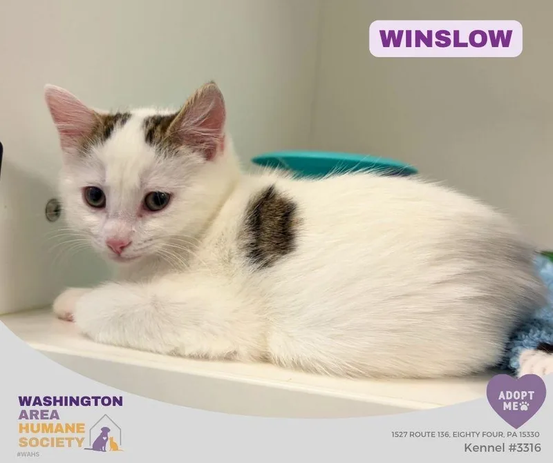 A baby small-sized male Tabby (Brown / Chocolate) Domestic Short Hair cat named Winslow for adoption in Eighty Four, PA