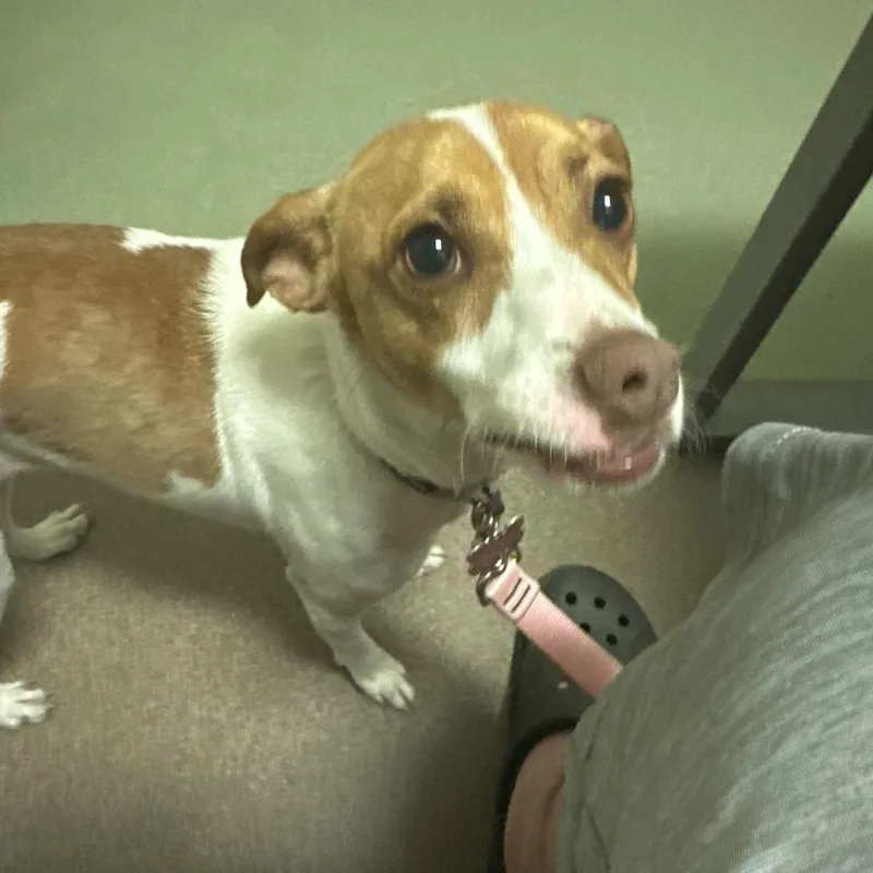 An adult small-sized female Jack Russell Terrier dog named Nyla for adoption in Chicago, IL