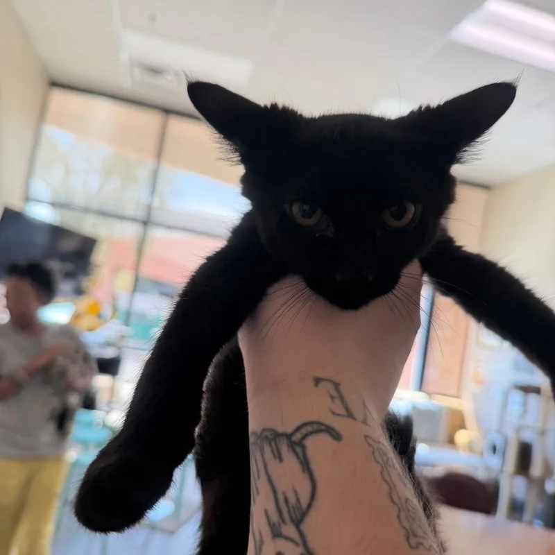 A baby small-sized male Black Domestic Short Hair cat named Squeaks for adoption in Las Vegas, NV