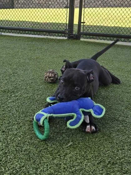 A young small-sized male Labrador Retriever dog named Chester for adoption in Daphne, AL