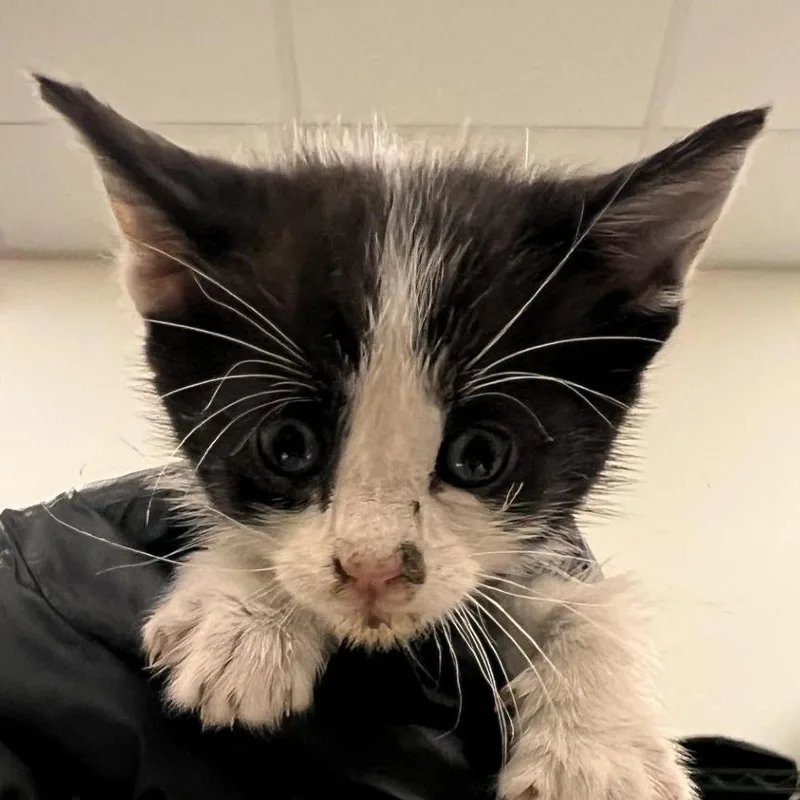 A baby small-sized female White Domestic Short Hair cat named Patches for adoption in Las Cruces, NM