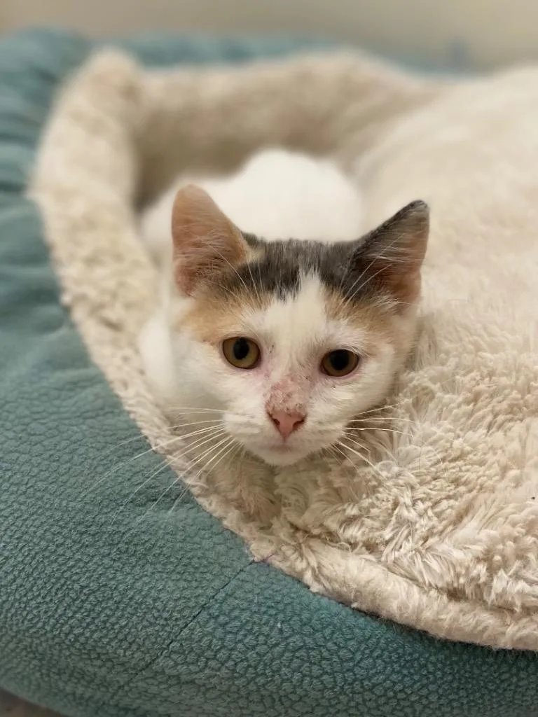 Sprinkles thumbnail 2