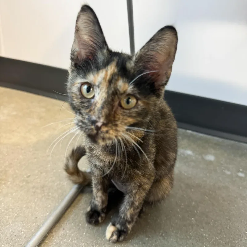 A young small-sized female Tortoiseshell Domestic Short Hair cat named Low Battery for adoption in Fort Wayne, IN