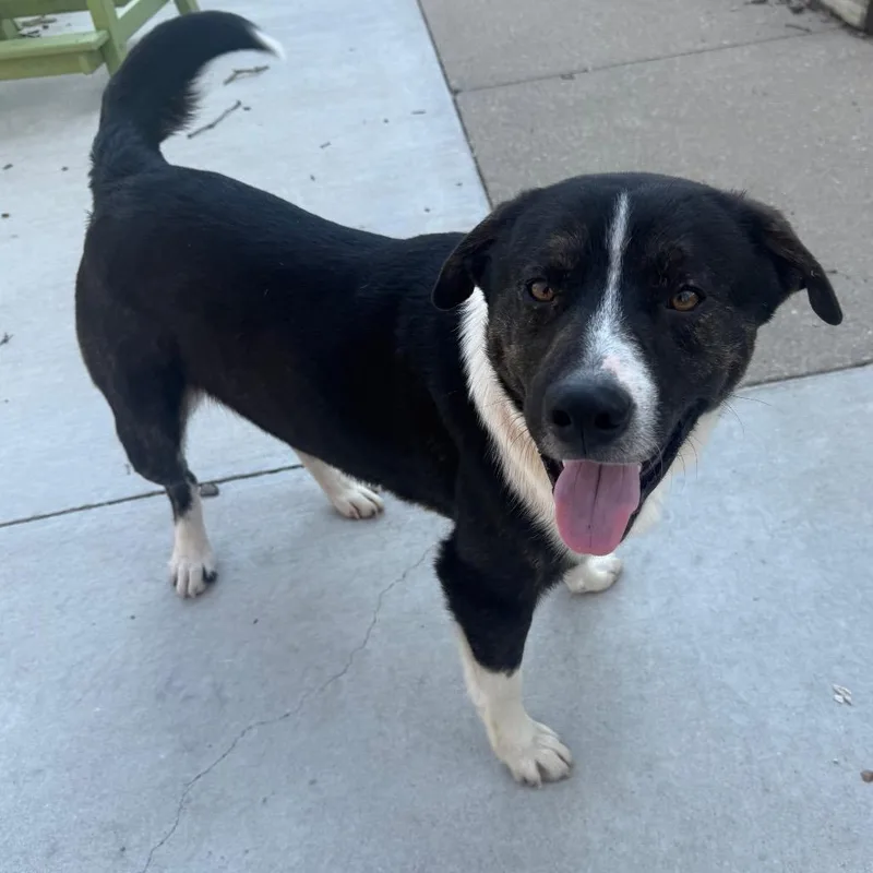 An adult medium-sized male Brindle Pit Bull Terrier dog named Peter for adoption in Jasper, IN