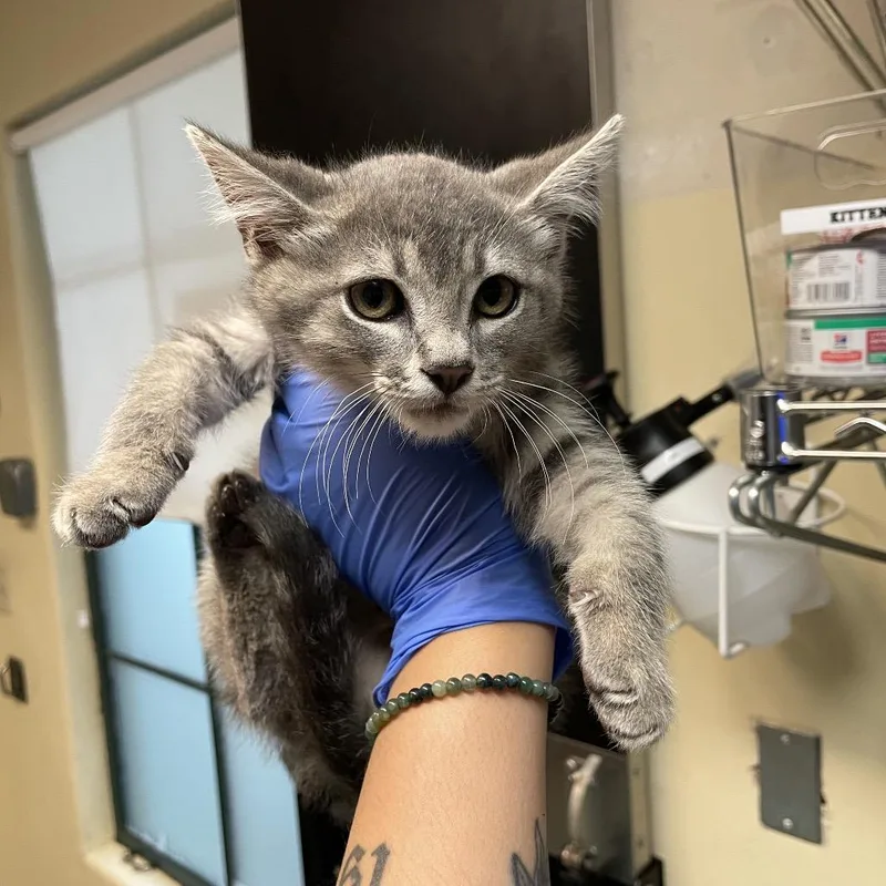 A baby small-sized male Gray / Blue / Silver Domestic Short Hair cat named Concrete for adoption in Pasadena, CA