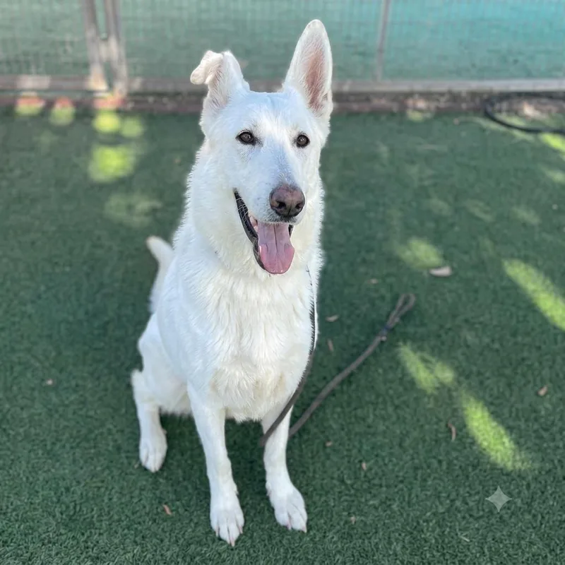 An adult large-sized female White / Cream German Shepherd Dog dog named Savina for adoption in San Diego, CA