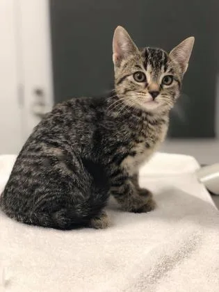 An adult medium-sized female Brown / Chocolate Domestic Short Hair cat named Eggs for adoption in Kansas City, MO
