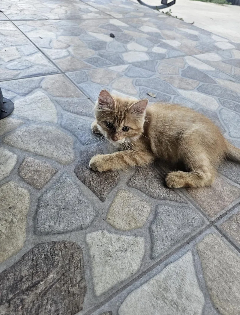 A baby small-sized female American Shorthair cat named Mabel for adoption in Sullivan City, TX