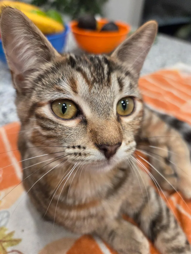 A young small-sized female Tabby (Brown / Chocolate) Domestic Short Hair cat named Honeydew for adoption in Schertz, TX