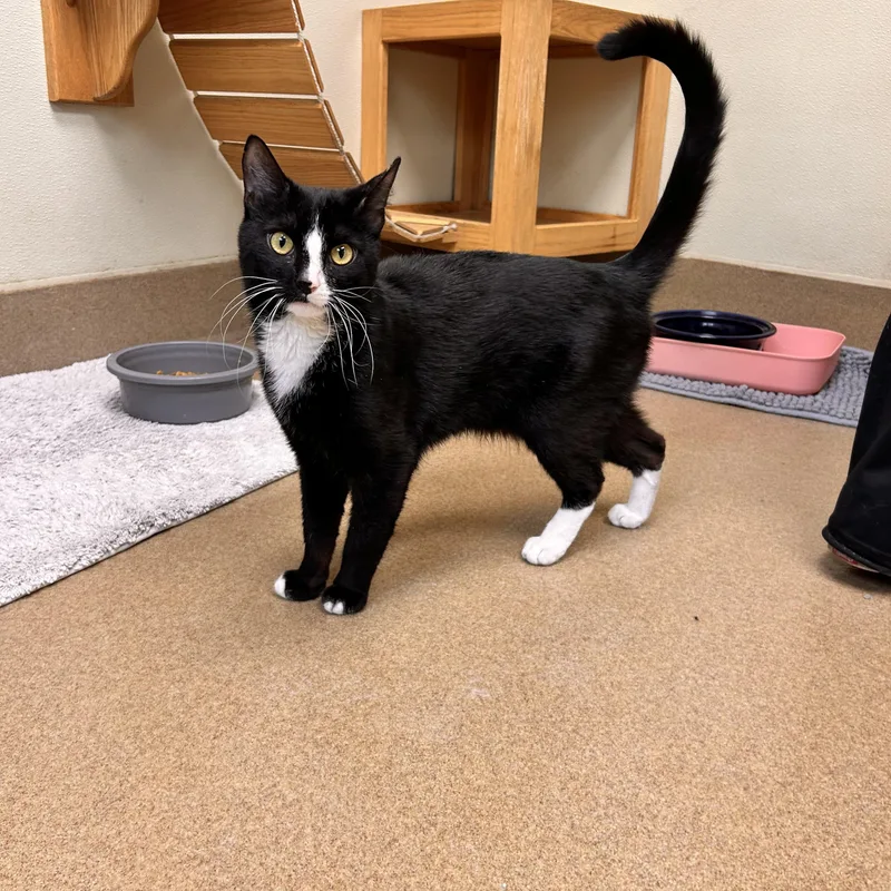 An adult medium-sized male Black & White / Tuxedo Domestic Short Hair cat named Gumball for adoption in Myerstown, PA