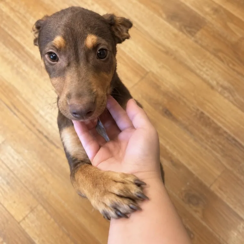 A young medium-sized male Doberman Pinscher dog named Enzo โ The Sweetest for adoption in Houston, TX